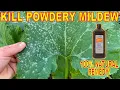 Kill Powdery Mildew With This Natural Garden Remedy Hydrogen Peroxide