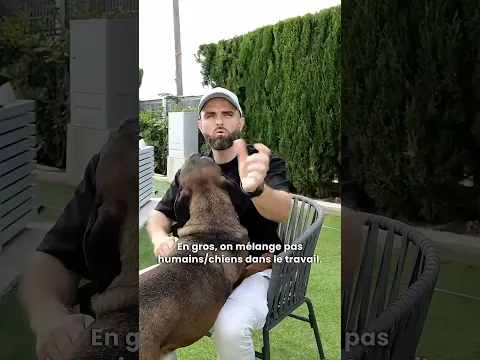 Comment rééduquer un chien agressif humains ET réactif chiens ? 😰