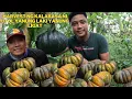 Download Lagu HARVEST NG KALABASA NI UTOL @anthonyjaballa5323 PAGPAPATUBIG NG PIPINO