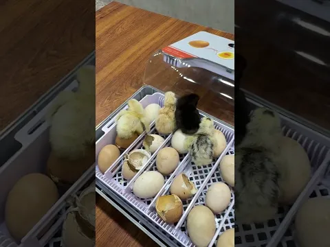 Wonderful egg hatching begins in mini Automatic egg incubator.