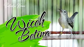 Download WICEH BETINA GACOR GAYA TARUNG MP3