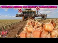 Download Lagu PROSES PERTANIAN BAWANG BOMBAI MODERN | ALAT PERTANIAN CANGGIH