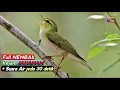 Download Lagu Masteran Burung Import Tembakan Rapat Dan Tajam | incaran Para Kicau Mania