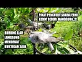 Download Lagu PIKAT PERKUTUT ‼️ Suara Jernih Ampuh Buat Pikat \u0026 Masteran Perkutut Untuk Merangsang Birahi..mp3