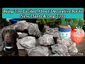Went to Lowes PetSmart Shopping Haul Calathea Self Watering Pots Update Saturday Vlog