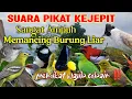 Download Lagu Suara Pikat Burcil Terbaru 2025 Burung Kejepit Menjerit ❗