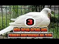 Download Lagu 3 mitos burung derkuku putih pembawa keberuntungan dan rezeki
