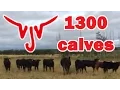 VJV Auction Mart Dawson Vold Jones Vold Northwest Cattle Co 2015