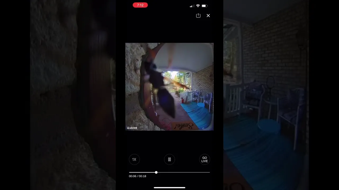 Camera recording another visitor today ???? #camerarecording #wasp #doorbellcamera #ringcamera #funny