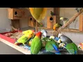 Lagu Peach-Faced Lovebirds Aviary - Wednesday, October 20th, 2021