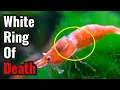 Shrimp s White Ring of Death Causes Solutions