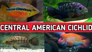 Download Central American Cichlids | Central American Cichlid species . MP3