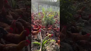Free-Range Farm Chickens Enjoying the Outdoors | Happy Healthy Chickens