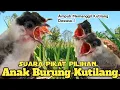 Download Lagu PILIHAN,‼️ SUARA PIKAT ANAK BURUNG KUTILANG. SANGAT AMPUH... MP3