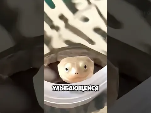 А сколько видов черепах знали вы? 🐢 #животные #милыеживотные