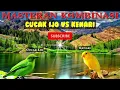 Lagu Cucak ijo Vs Kenari || Jagonya Bongkar Isian Bikin Ngekek