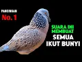 Download Lagu Tekukur Gacor Suara Besar Paling Ampuh Untuk Pancingan Dan Pikat Langsung Nyaut