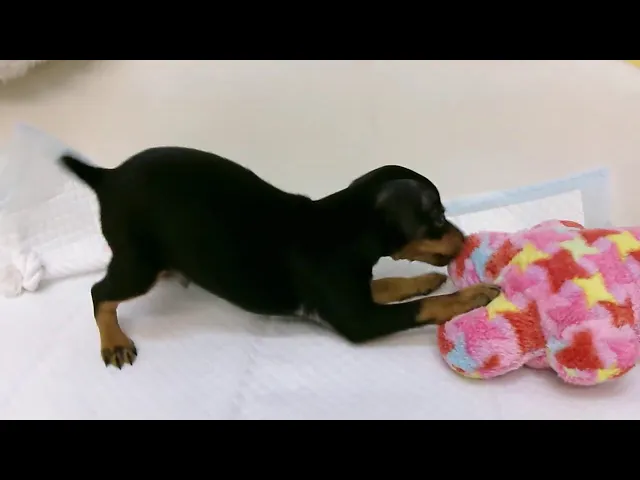 動画