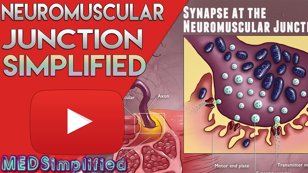 Neuromuscular Junction (NMJ) Structure and Action
