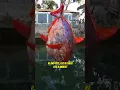 Download Lagu Giant Opah Fish Catch Weigh In LIVE from Dana Point Harbor ! #opah #opahfish #danapointharbor