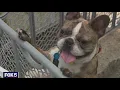 Pet Shop Owner Charged