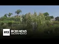 Modesto duo turns open land into family-friendly garden that grows more than just produce