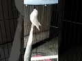 Lagu lovebird albino mm ngekek