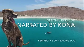 Perspective of a Sailing dog – Wandersailing 23