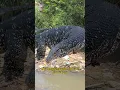 Download Lagu JANGAN BILANG EZZ‼️ TEMUKAN BIAWAK DI SUNGAI INI ‼️ #shorts