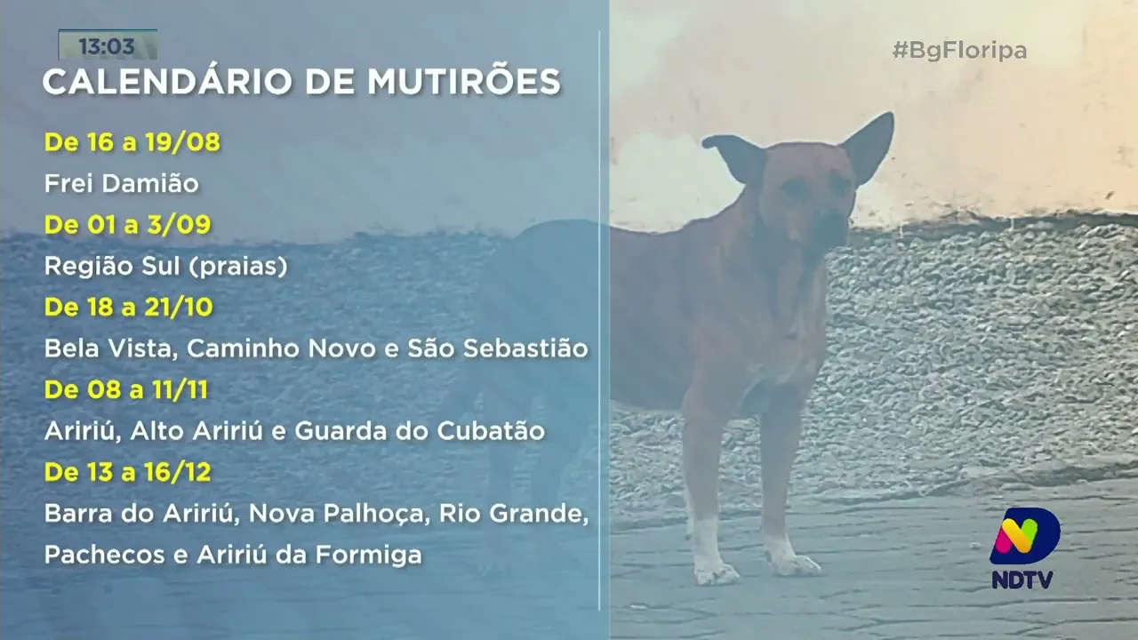 Dibea de Palhoça pretende castrar até 100 animais por dia durante ação na passagem do Maciambú