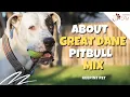 All About Great Dane Pitbull Mix