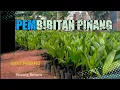 Download Lagu BIBIT PINANG BETARA#shorts