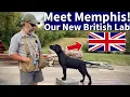 Meet Memphis My New British Labrador Retriever