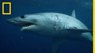 sharks 101 national geographic
