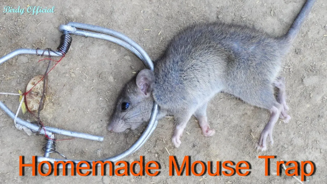 Mouse Trap Gif
