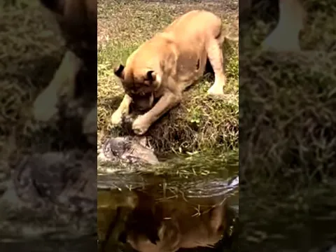 lioness attacks bird #animals #shortvideo #birds