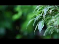 Tend - Hillside Recording & Diana Trout