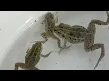 Download Lagu Tangkap katak Jepang yang cantik