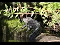 Alligator Research Population Monitoring and Health Assessments