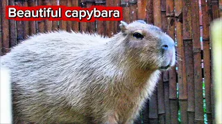 Capybara: Nature’s Most Peaceful Survivor