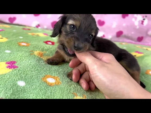 動画