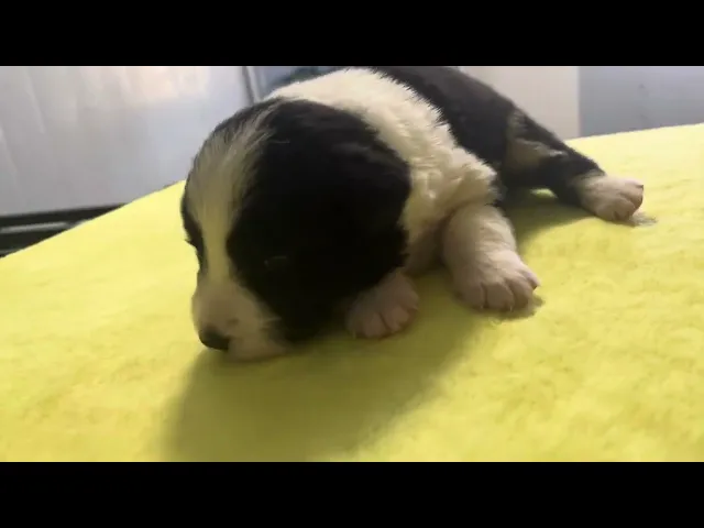 動画