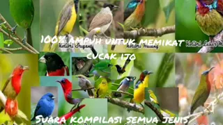 Download Suara burung ribut untuk menangkap cucak ijo paling ampuh full mp3 MP3