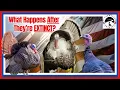 Turkey Expert Reveals Shocking Truth About Heritage Breeds