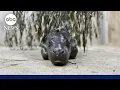 Download Lagu Pygmy hippo baby at Kansas Zoo refuses to leave pool until universal 'mom stare'