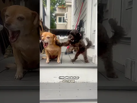 Just 2 Hot Dogs Ready To Cool Off!