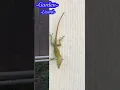 Download Lagu Old man and Garden #nature #lizard #garden #outdoors