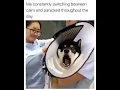 Bipolar Dog