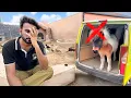Download Lagu Miniature Horse Aj Nhi Aa Pai😢 Kb Ae Gi Akhir ??😍