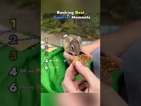 Ranking Best Squirrel Moments